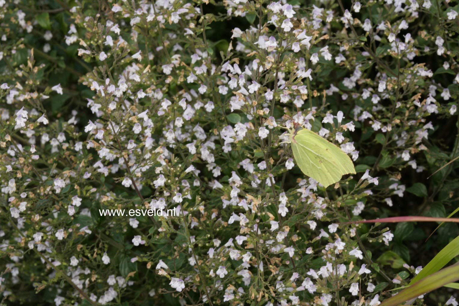 Calamintha nepeta ssp. nepeta