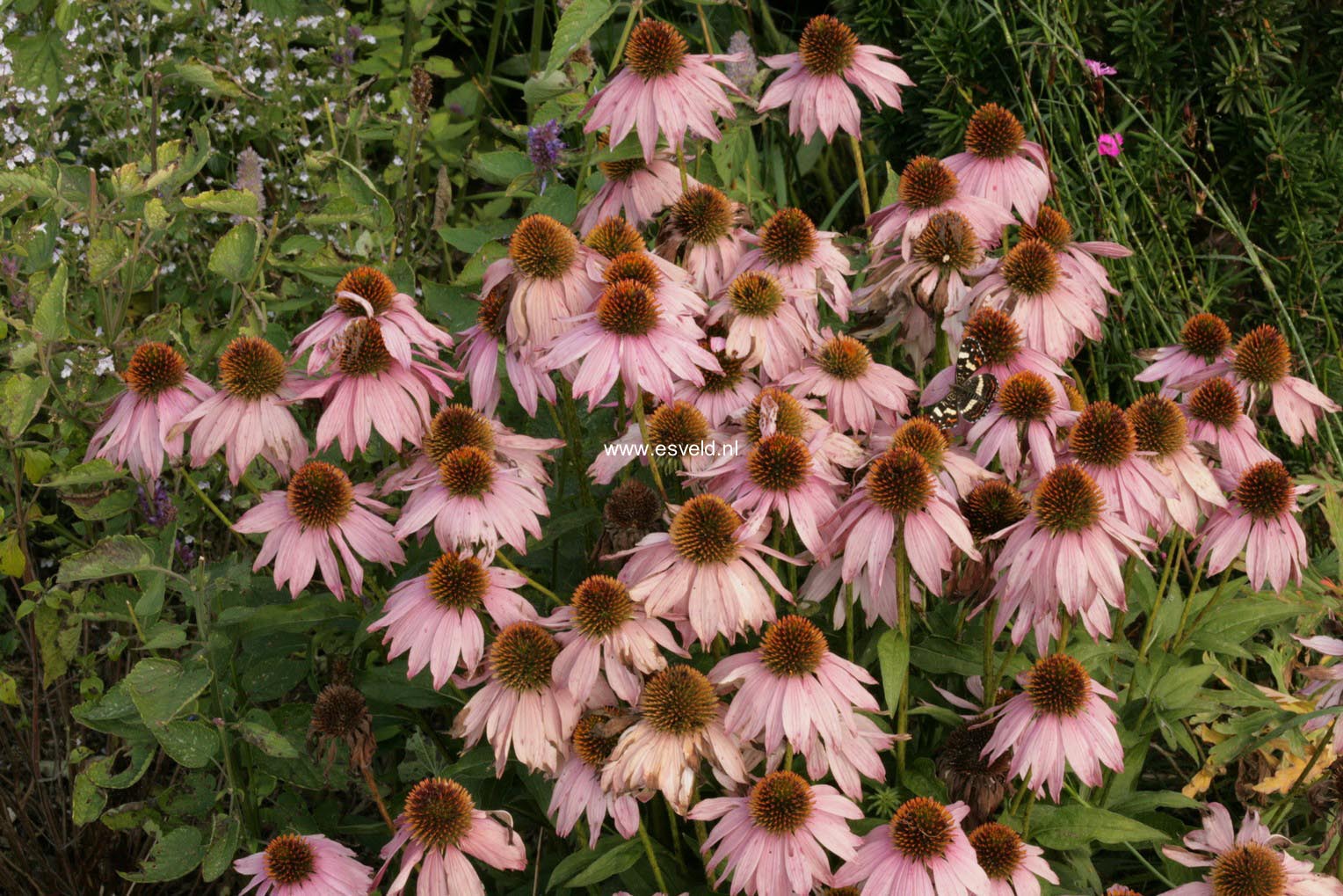 Echinacea purpurea 'Mistral'