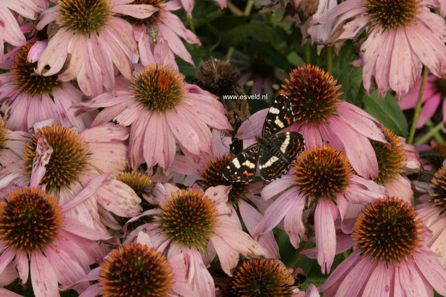 Echinacea purpurea 'Mistral'
