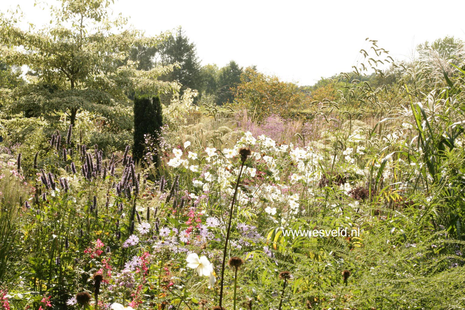 Anemone hybrida 'Honorine Jobert'