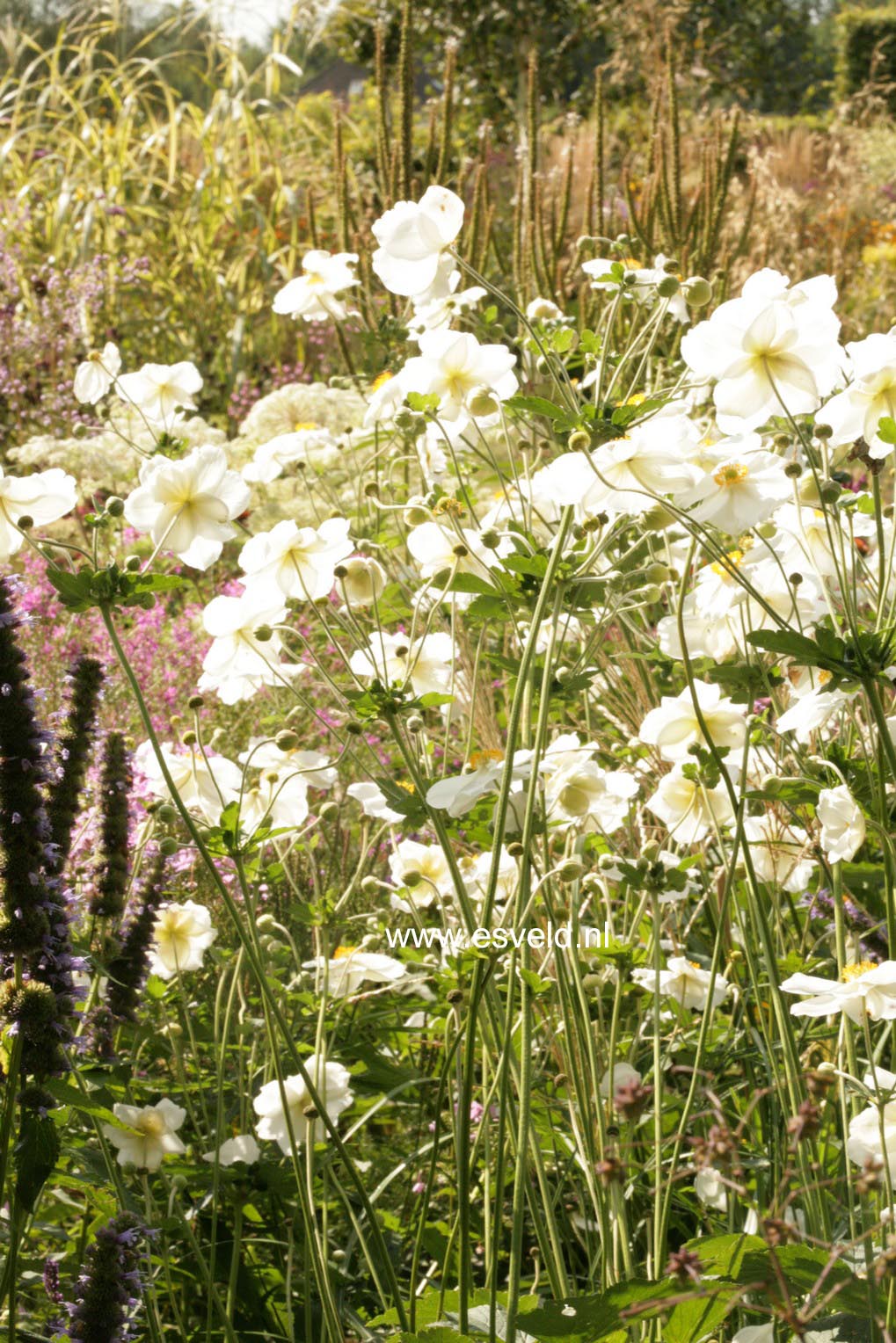 Anemone hybrida 'Honorine Jobert'