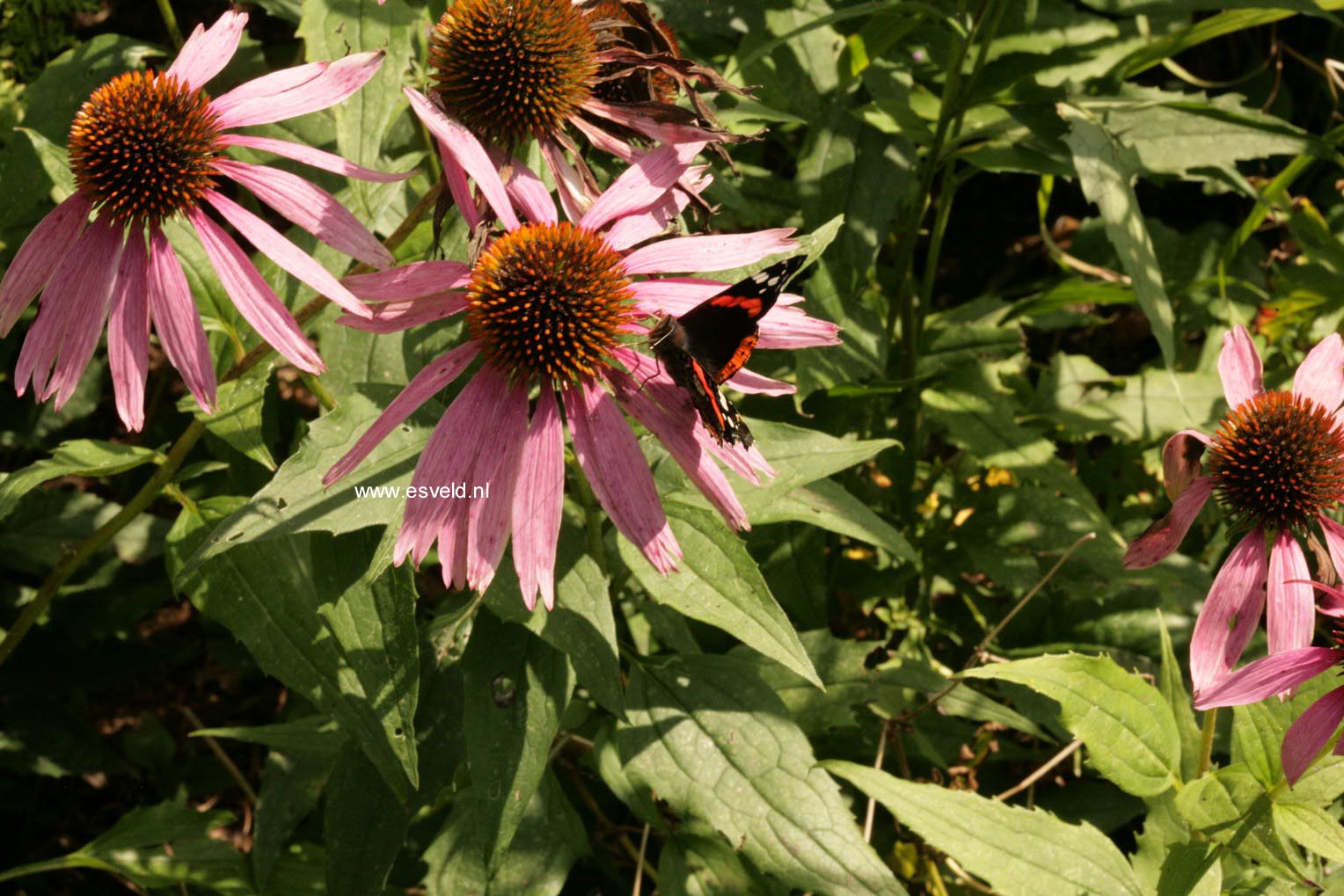 Echinacea purpurea