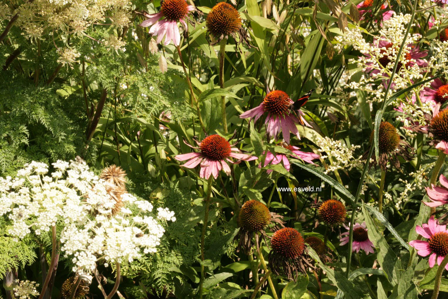 Echinacea purpurea