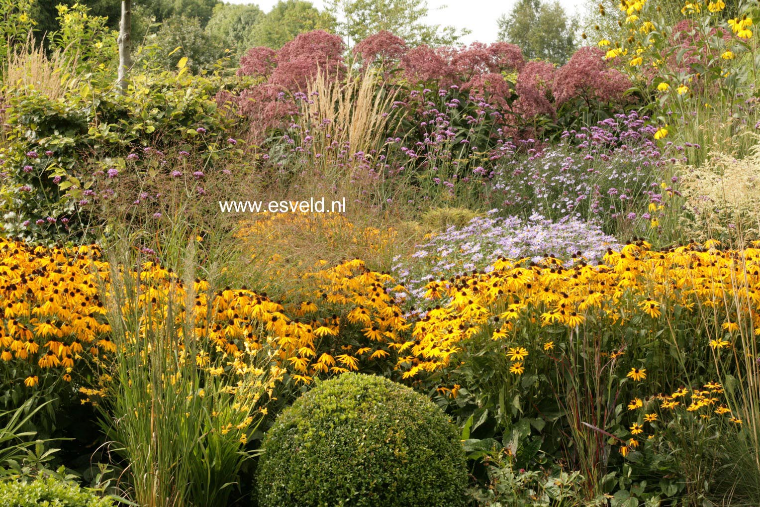 Rudbeckia fulgida var. deamii