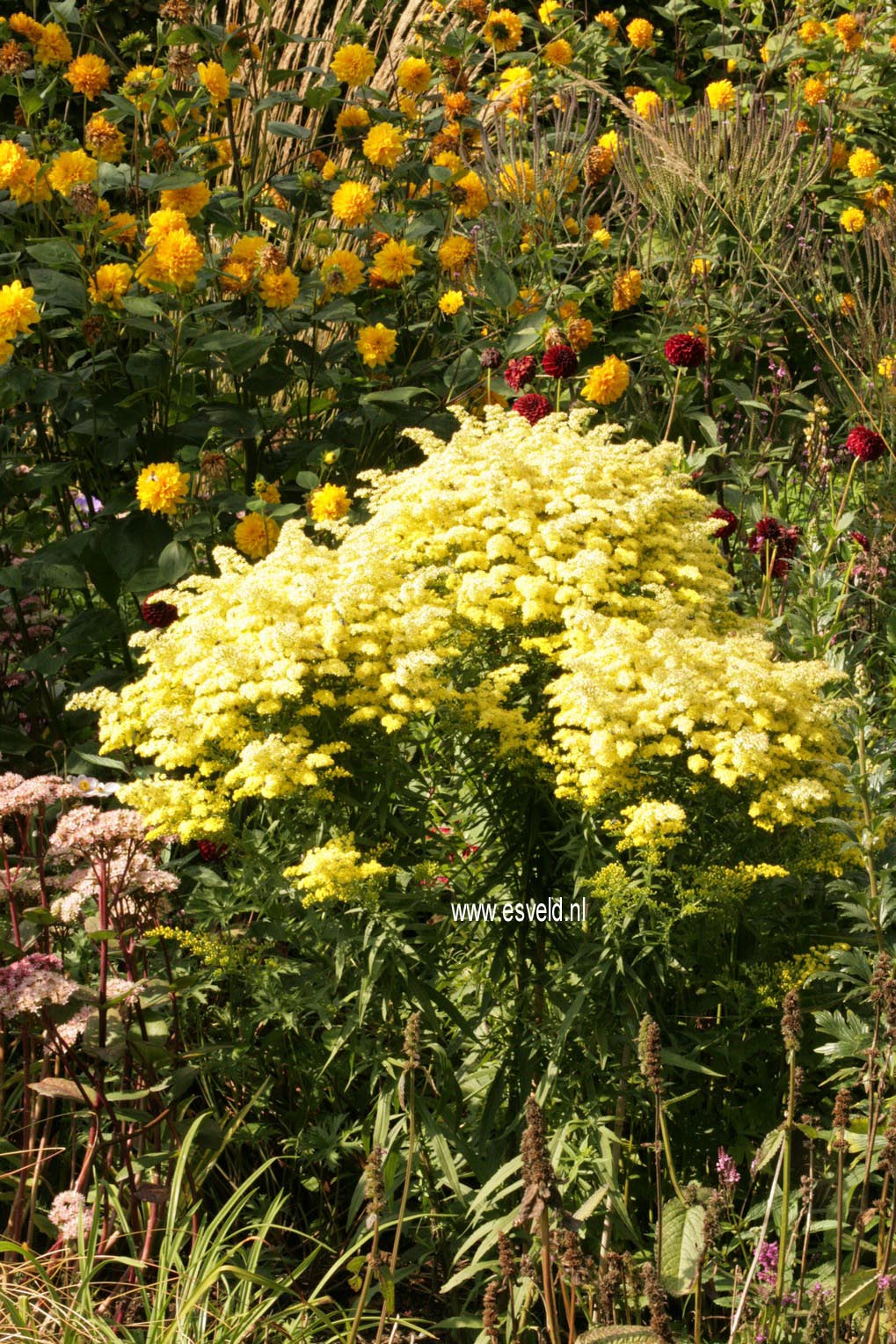 Solidago 'Strahlenkrone'