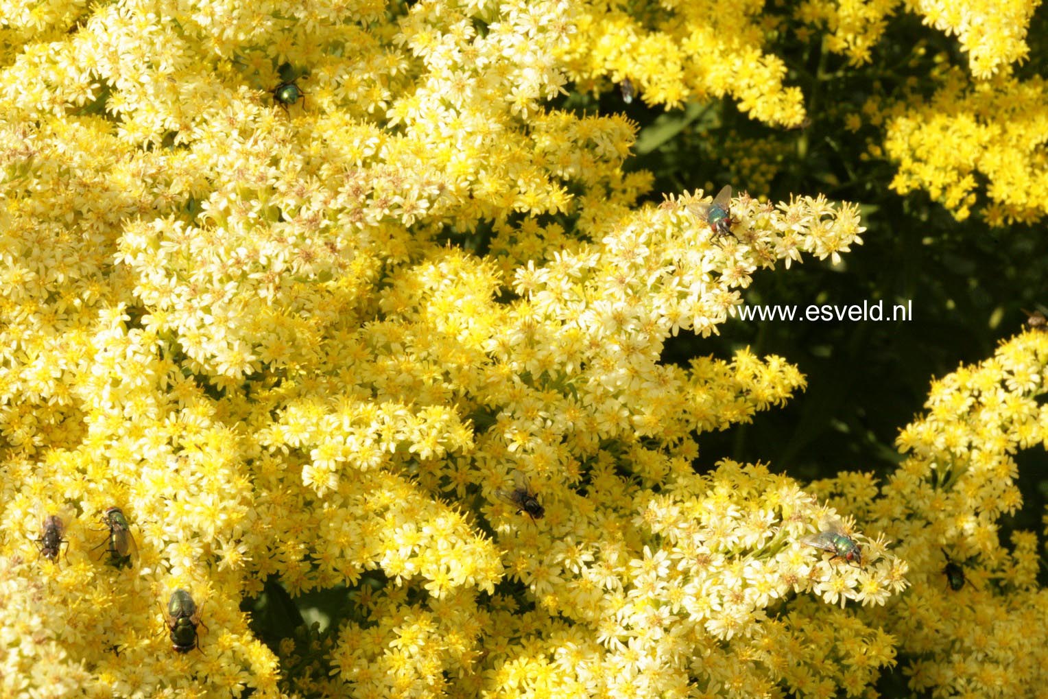 Solidago 'Strahlenkrone'