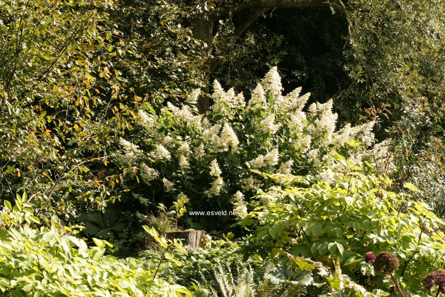 Hydrangea paniculata