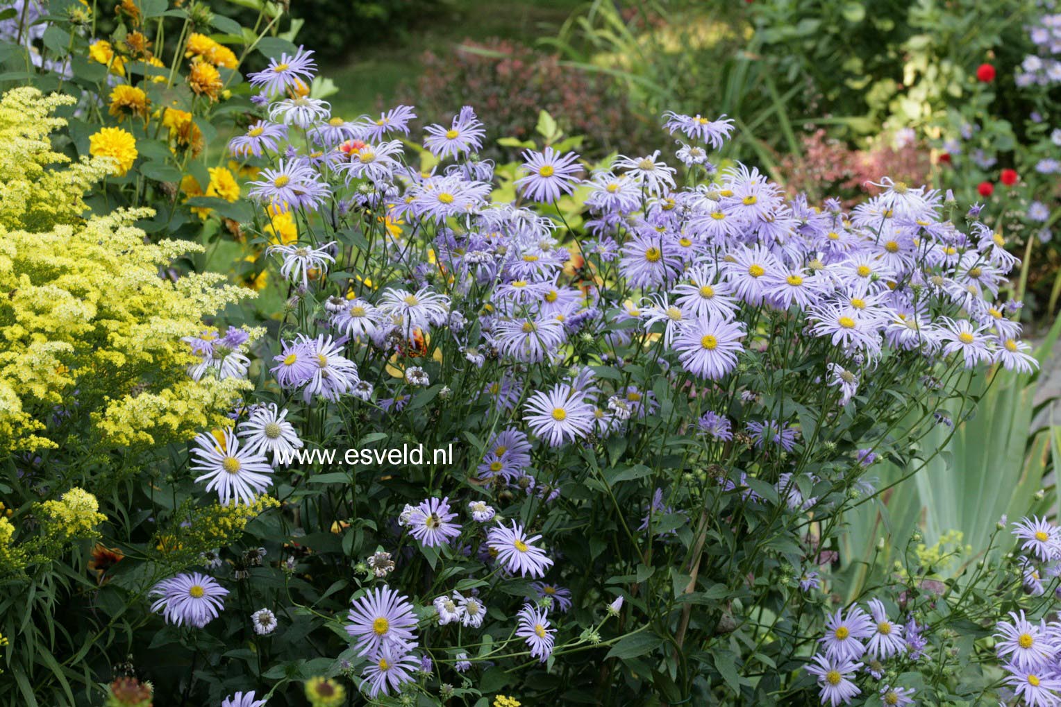 Aster frikartii 'Moench'