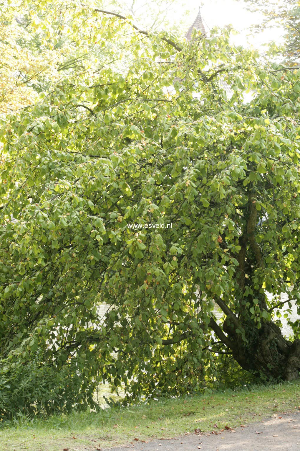 Corylus avellana 'Pendula'