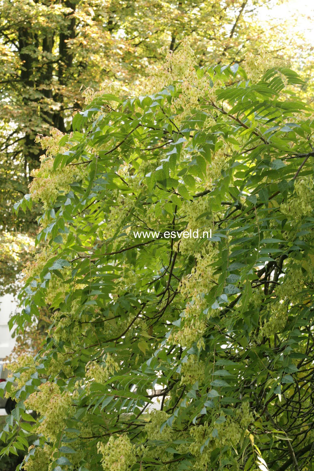 Ailanthus altissima