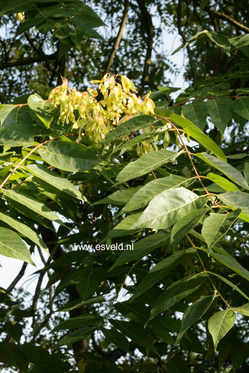 Ailanthus altissima