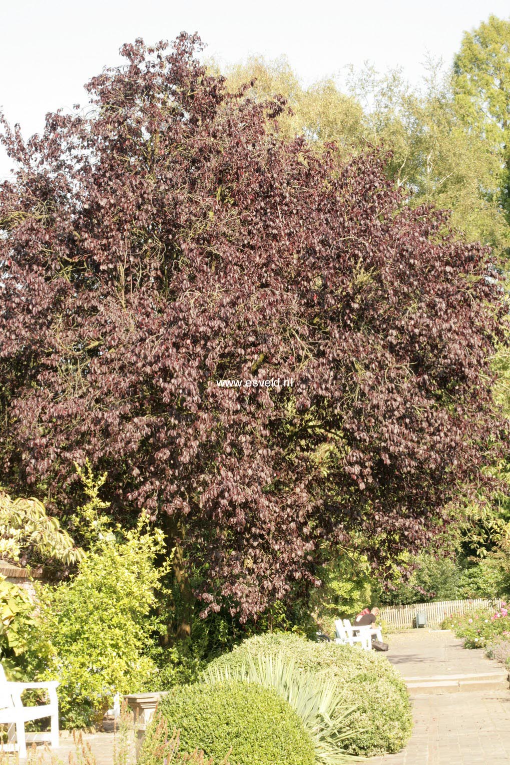 Prunus cerasifera 'Nigra'