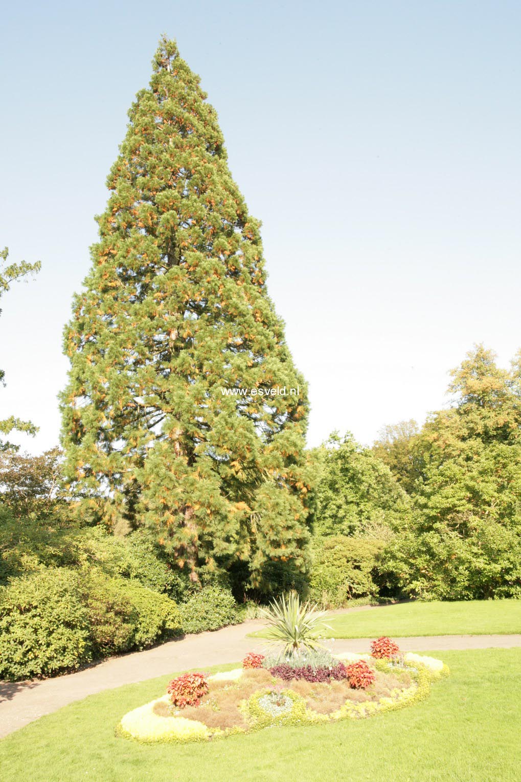 Sequoiadendron giganteum