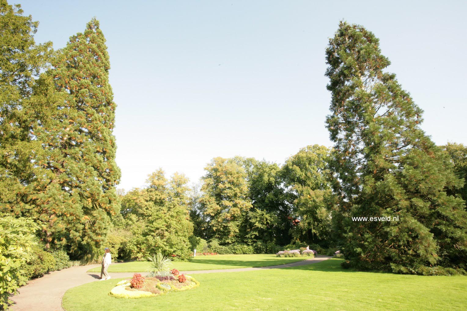 Sequoiadendron giganteum