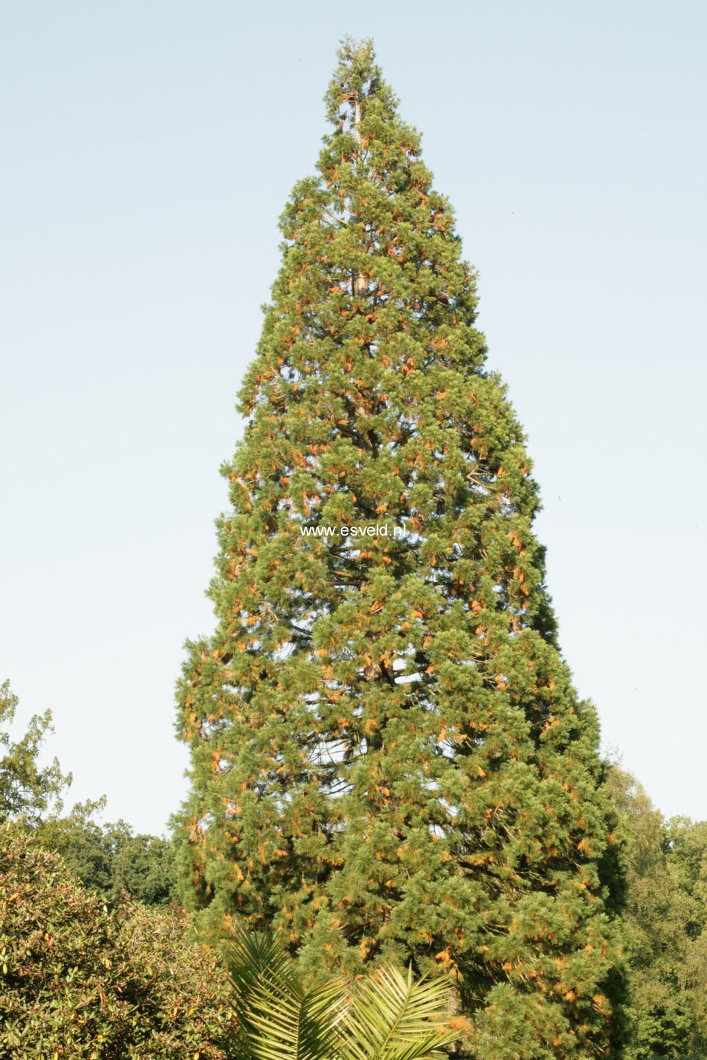 Sequoiadendron giganteum