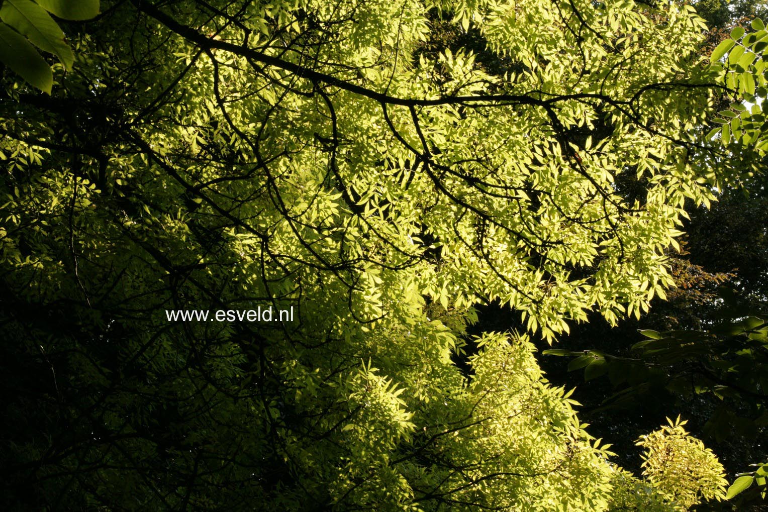 Fraxinus excelsior 'Jaspidea'