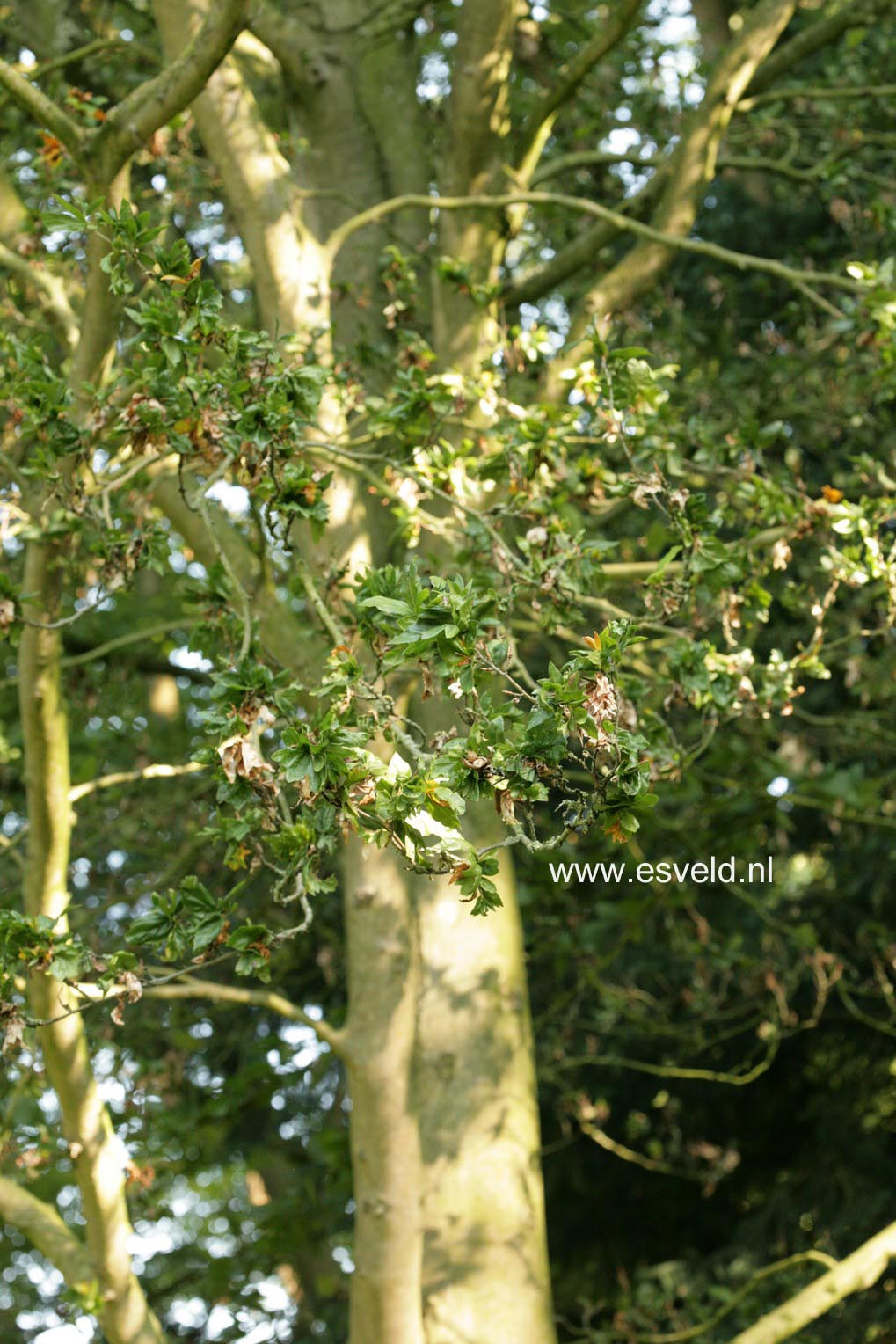 Fagus sylvatica 'Cristata'