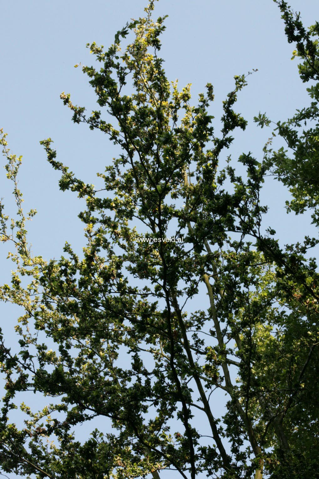 Fagus sylvatica 'Cristata'