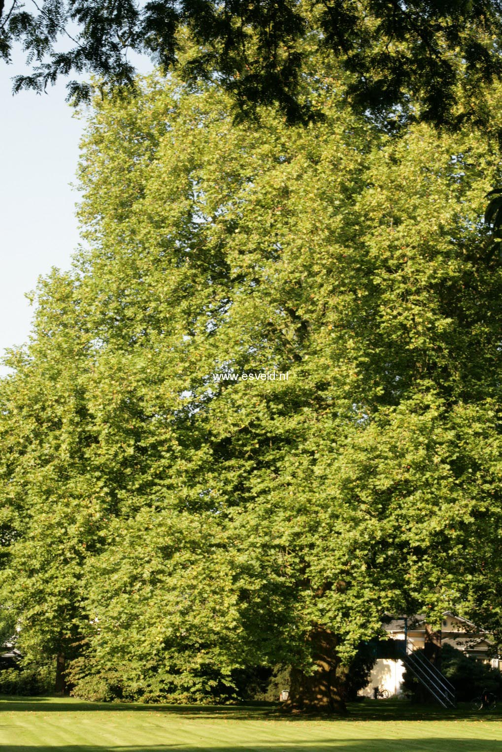 Platanus hispanica
