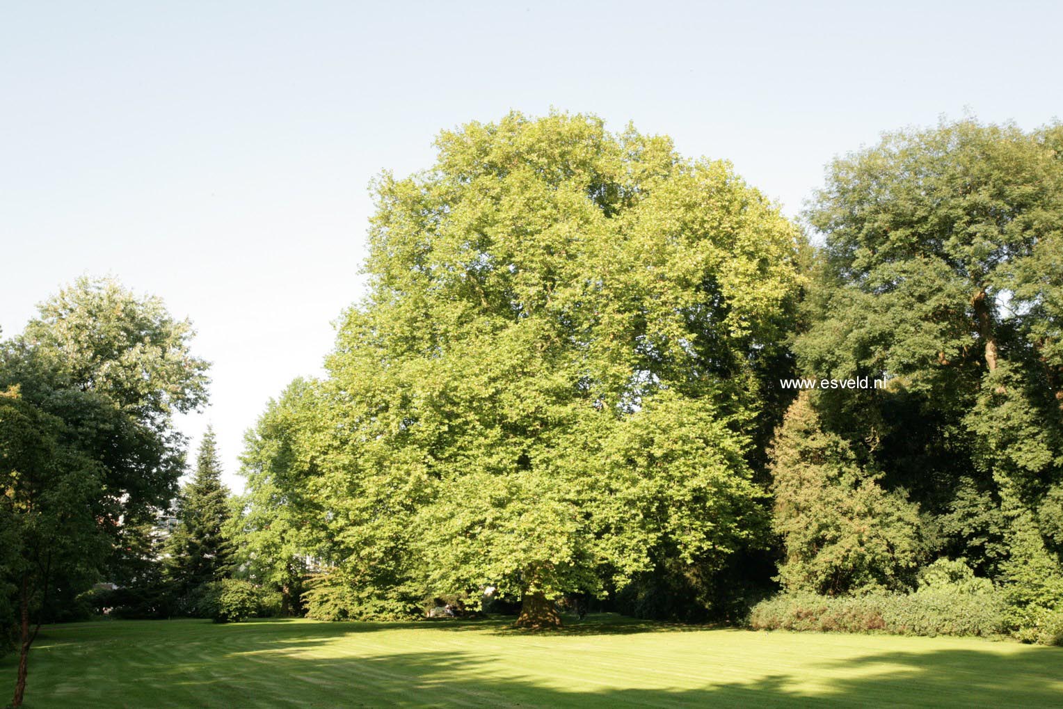 Platanus hispanica