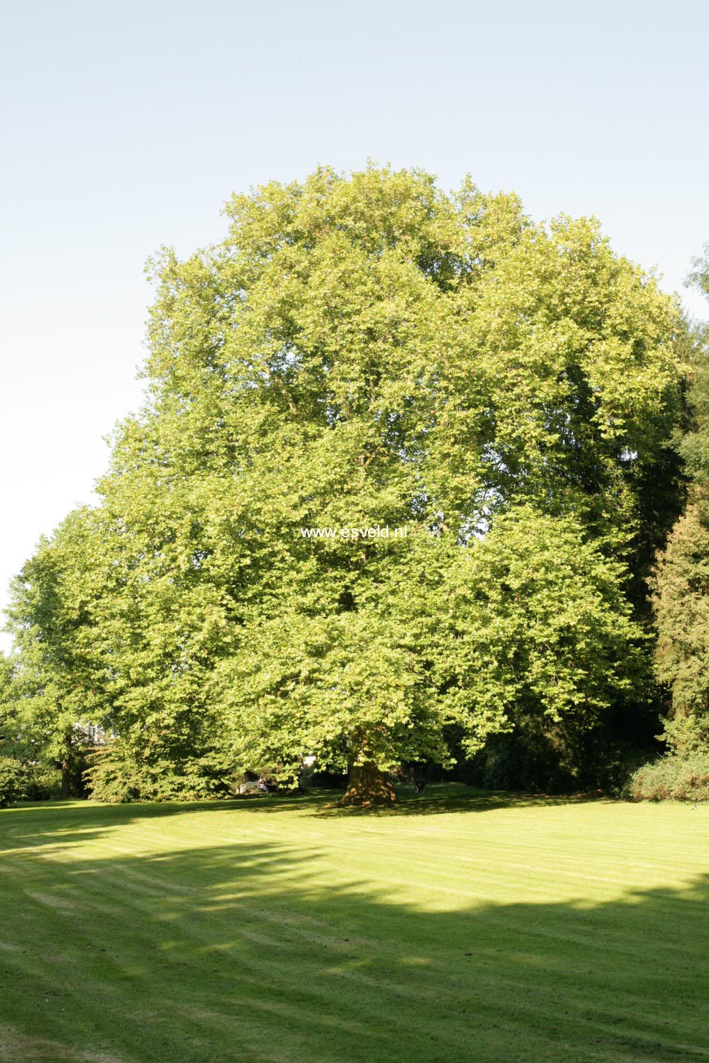 Platanus hispanica