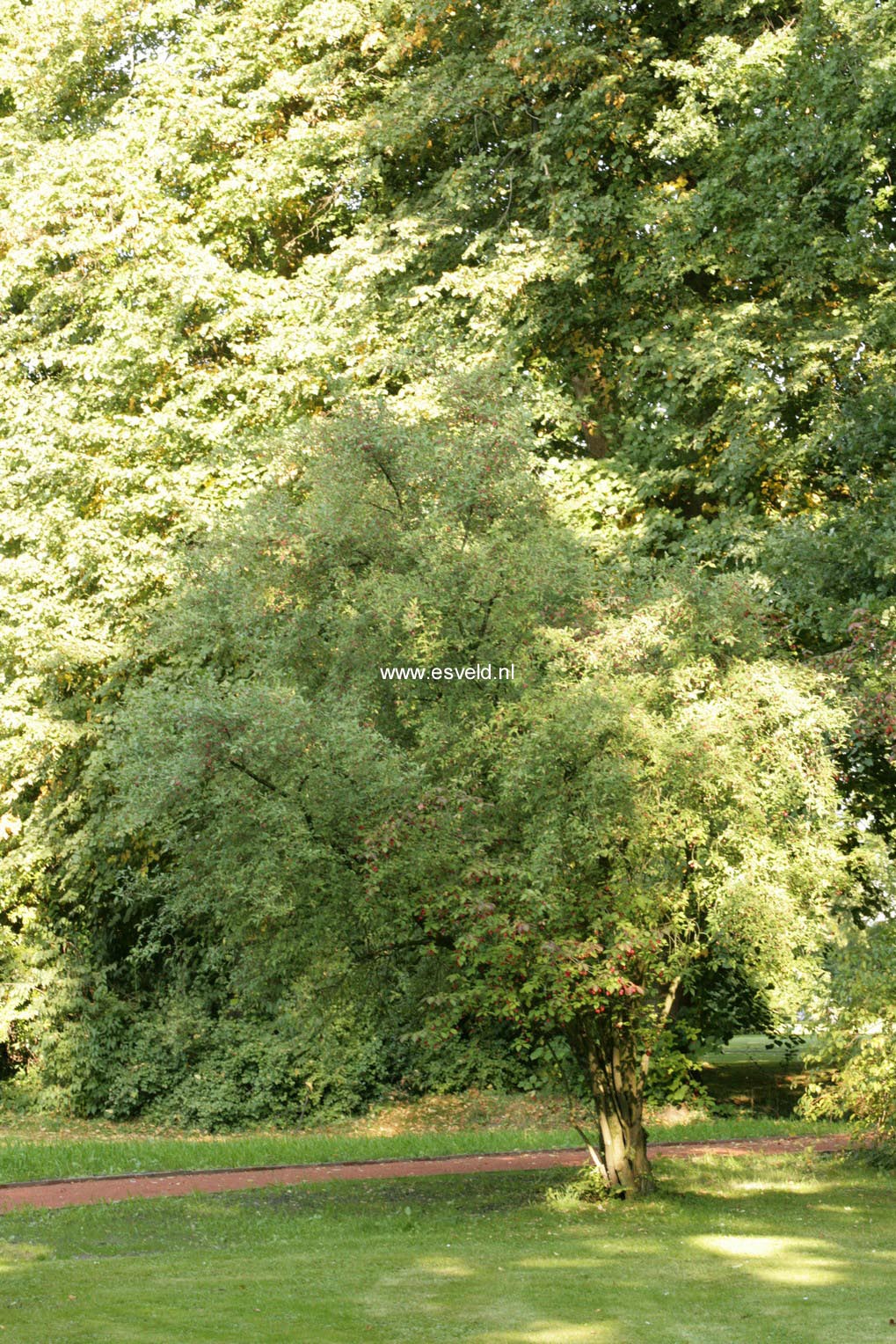 Euonymus planipes