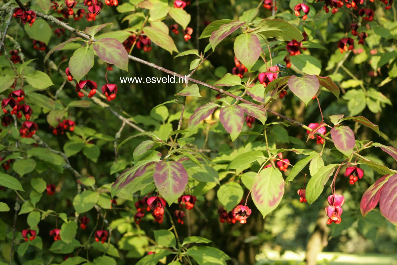 Euonymus planipes