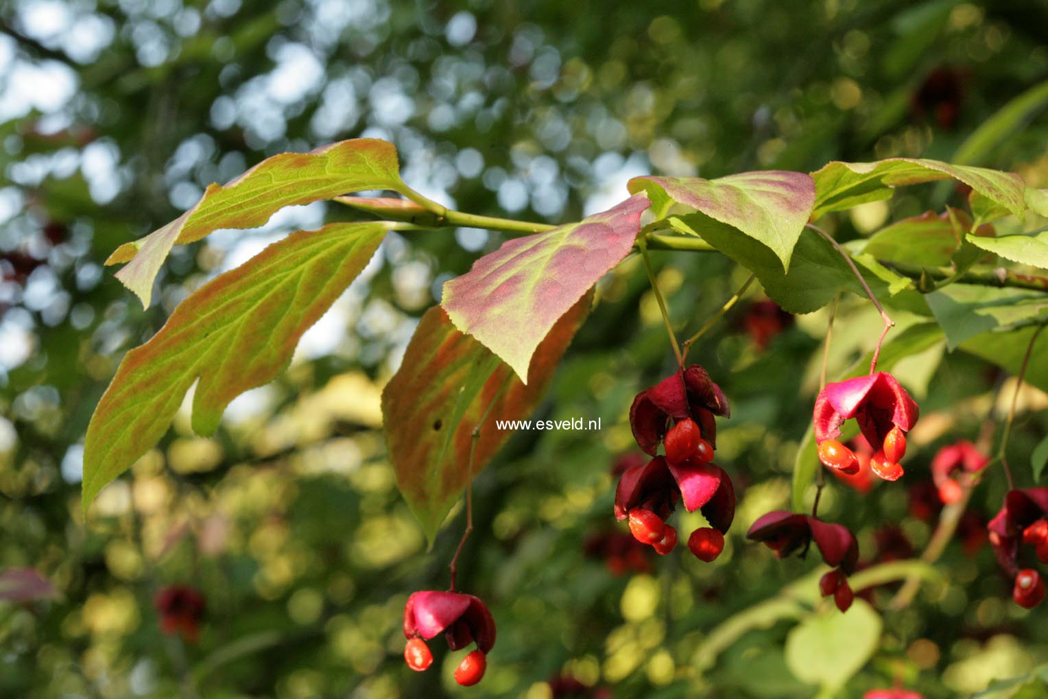 Euonymus planipes