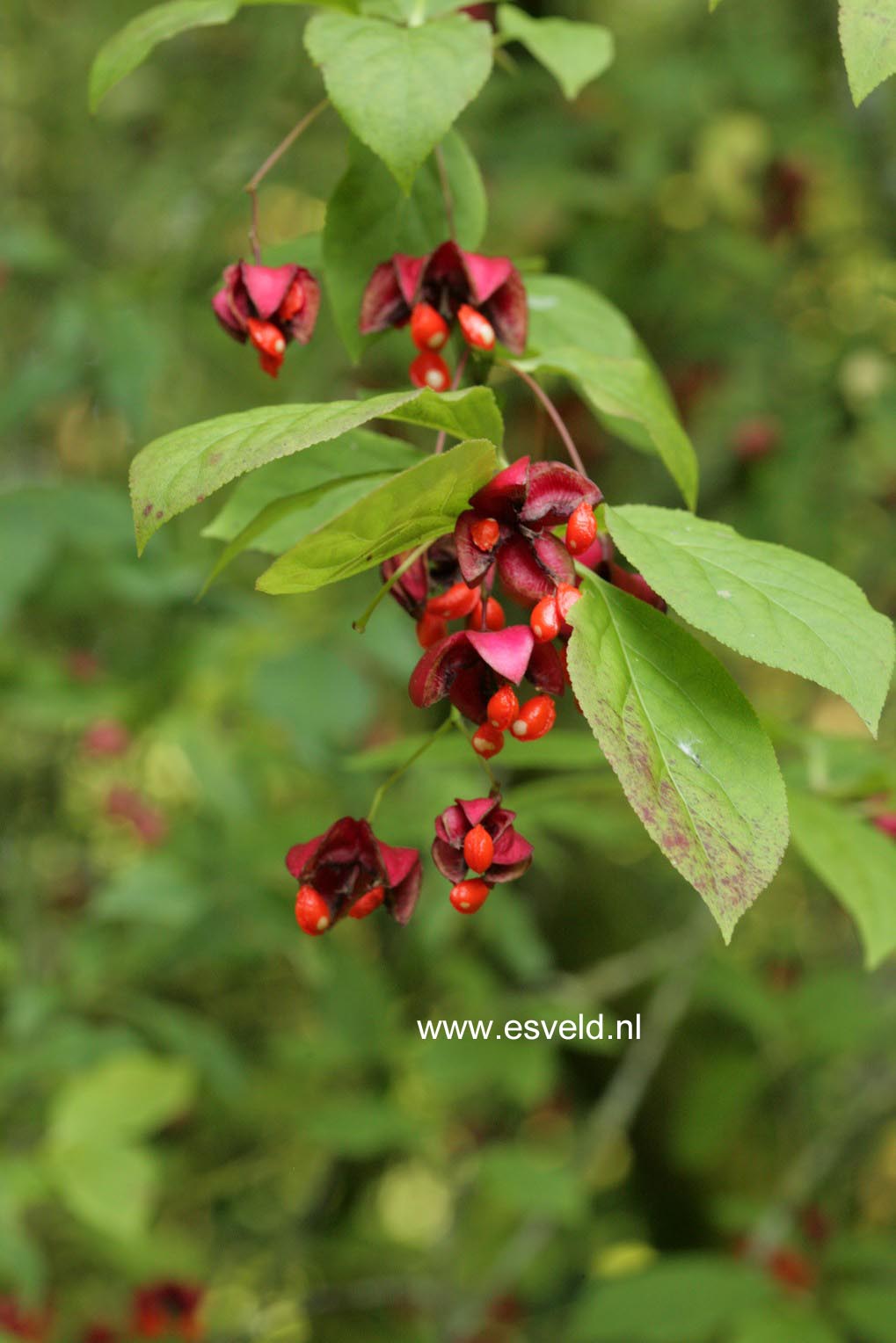 Euonymus planipes