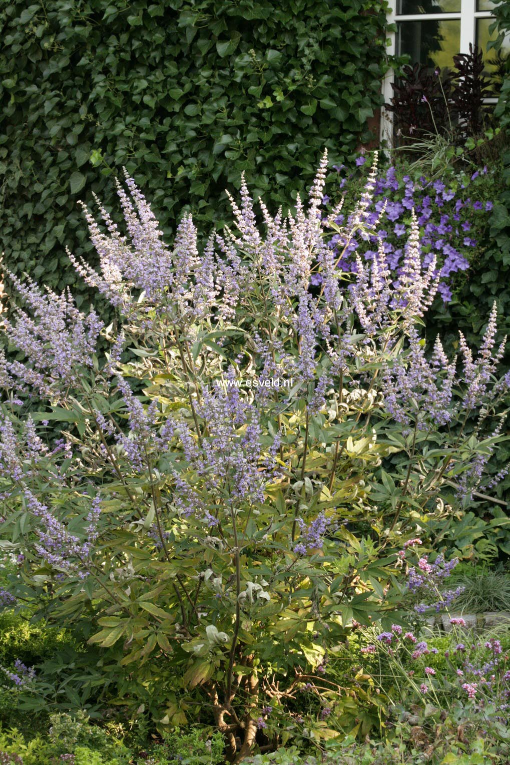 Vitex agnus-castus