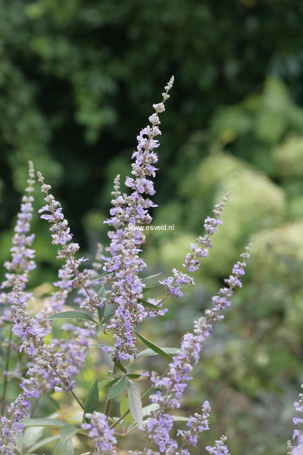 Vitex agnus-castus