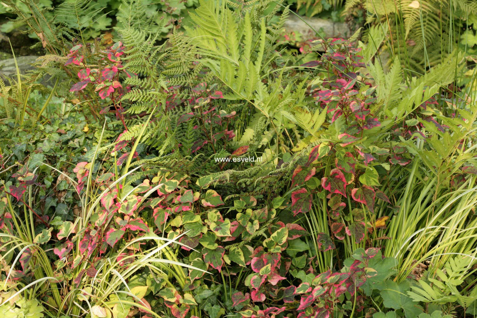 Houttuynia cordata 'Chameleon'