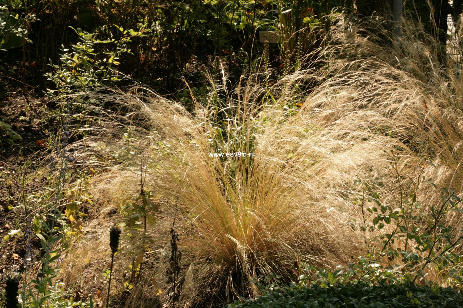 Stipa tenuifolia