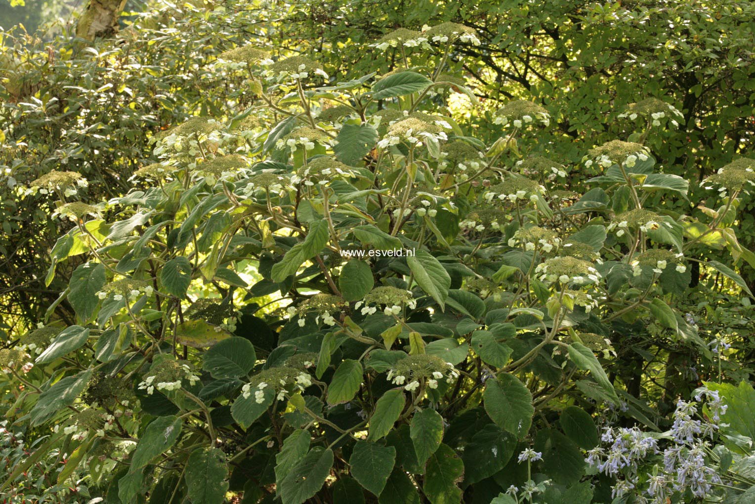 Hydrangea aspera sargentiana