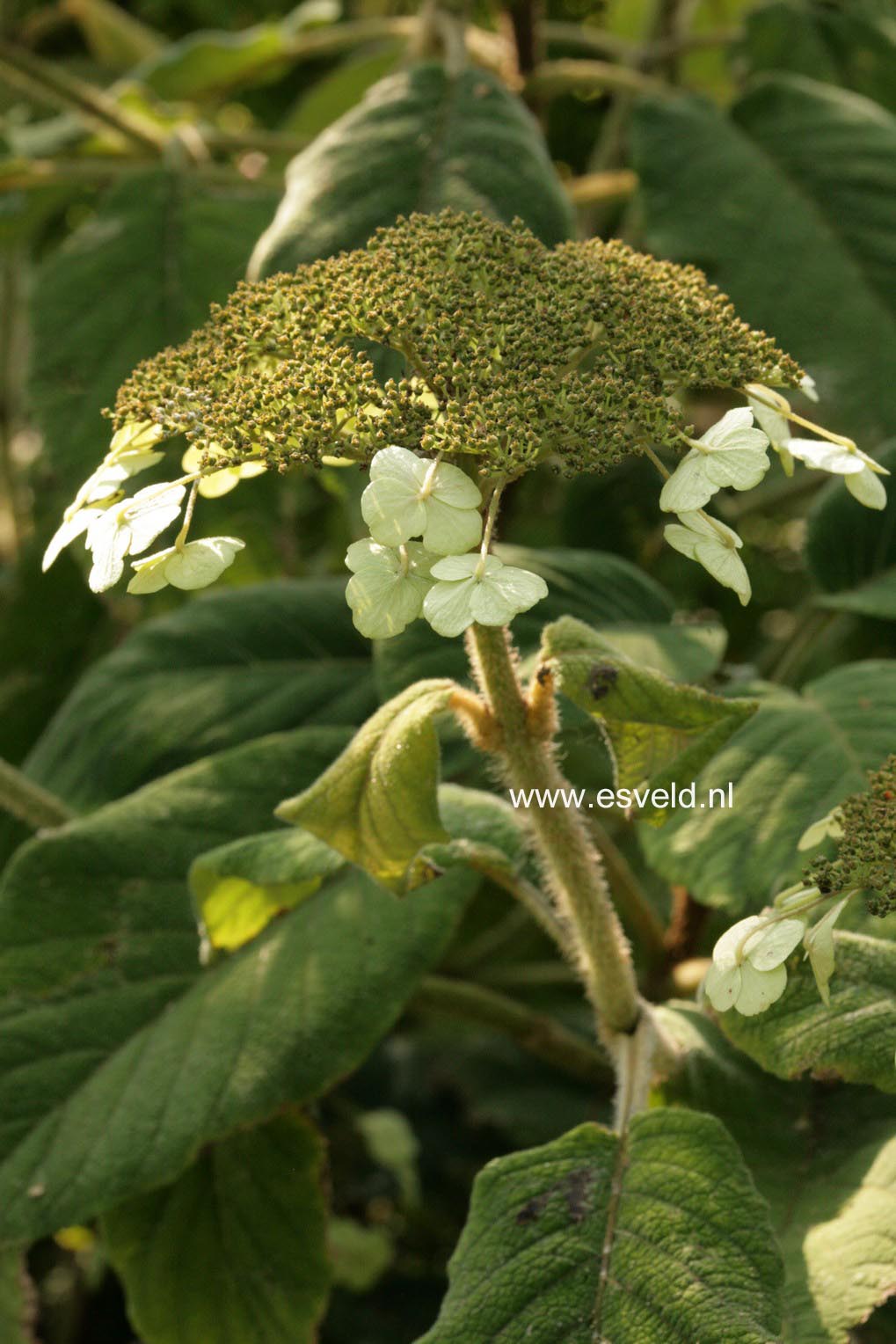 Hydrangea aspera sargentiana