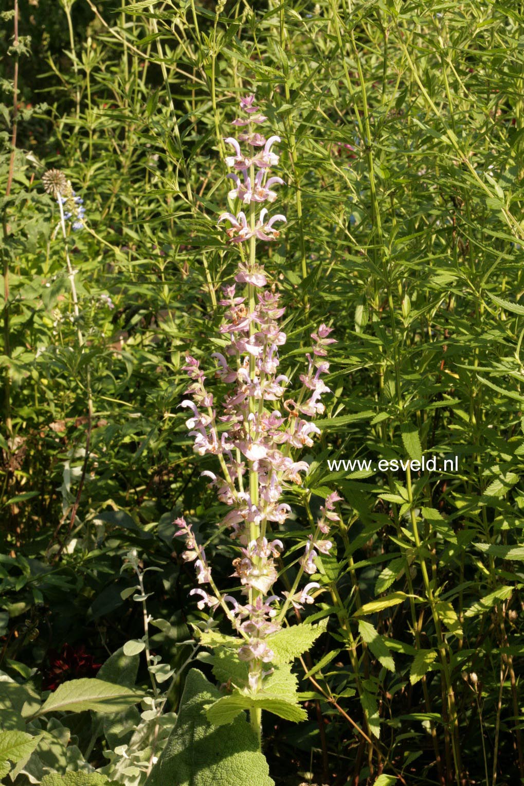 Salvia sclarea