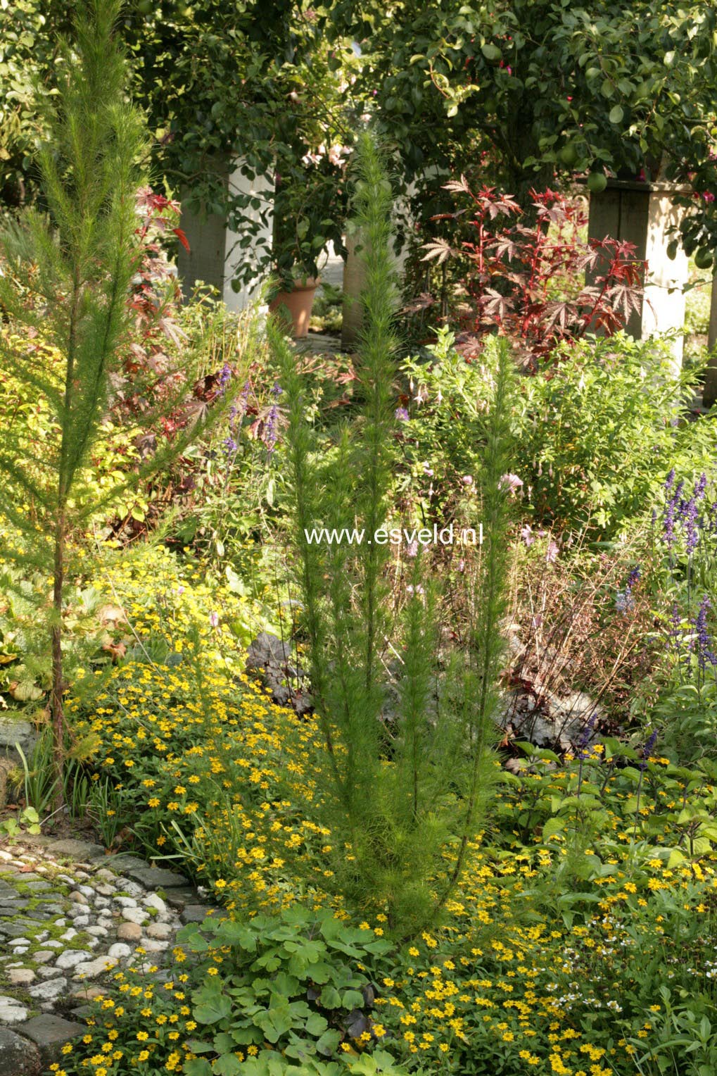Eupatorium cappillifolium 'Elegant Plume'