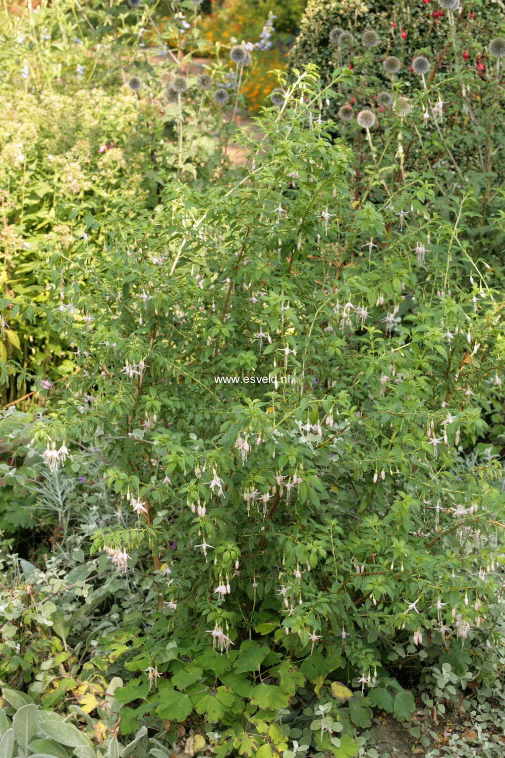 Fuchsia magellanica 'Alba'
