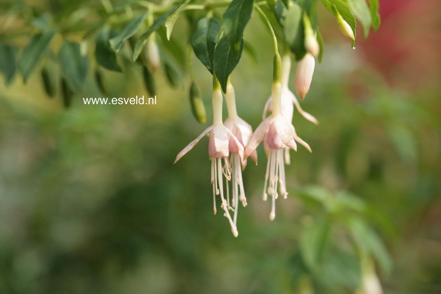 Fuchsia magellanica 'Alba'