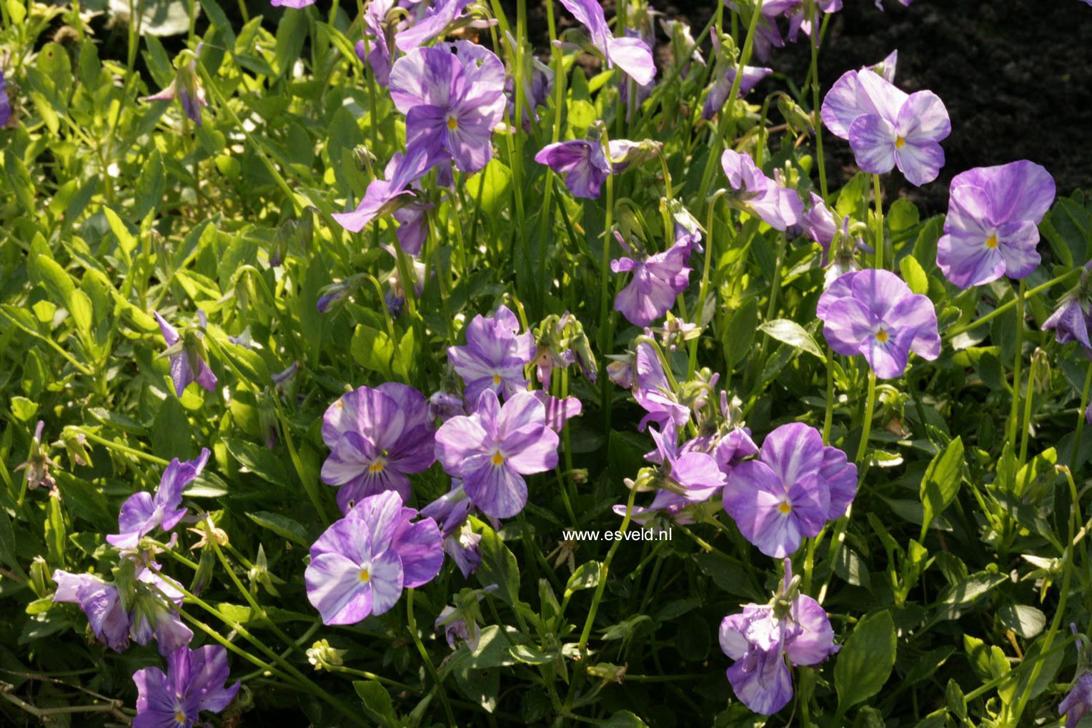 Viola 'Rebecca'