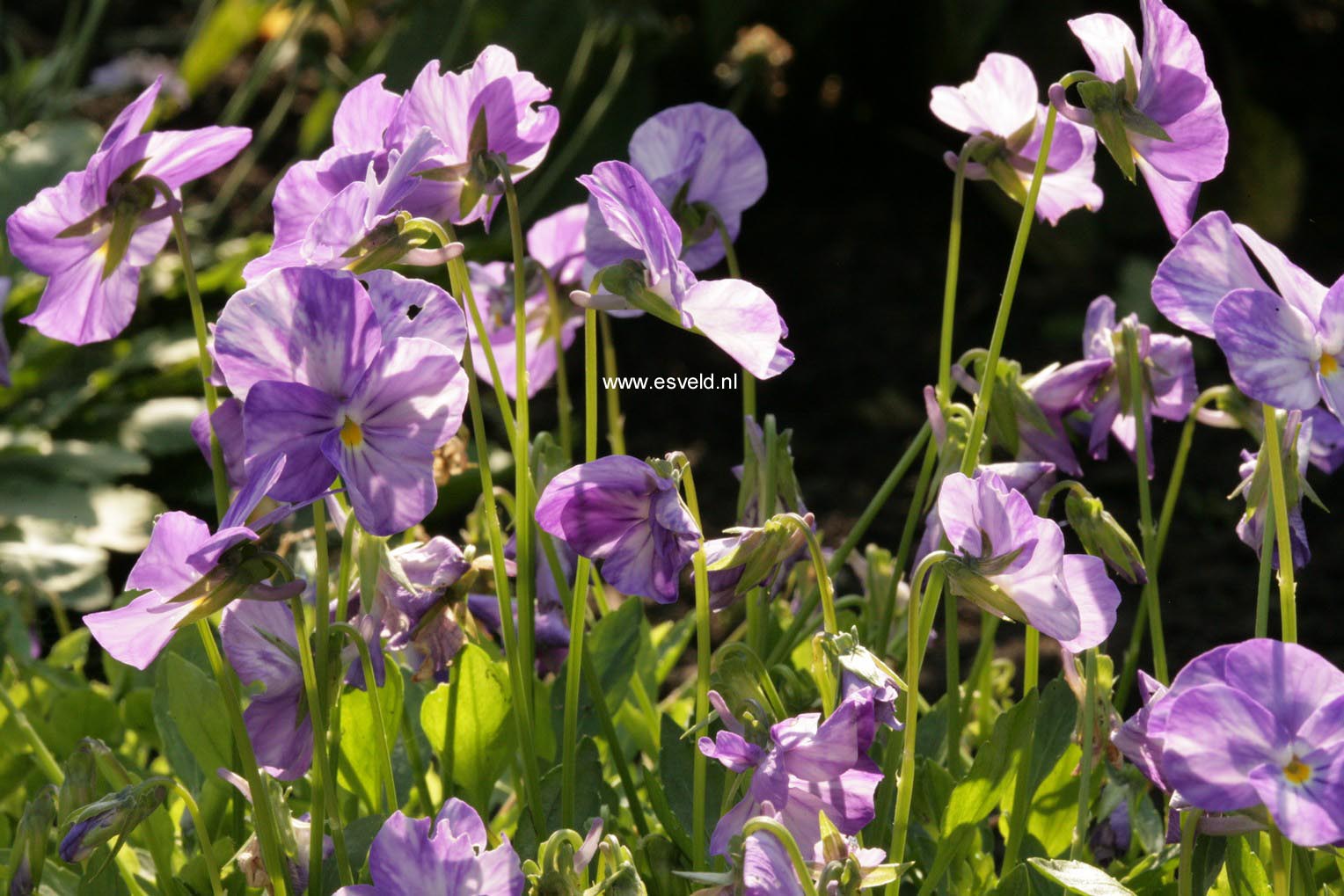 Viola 'Rebecca'