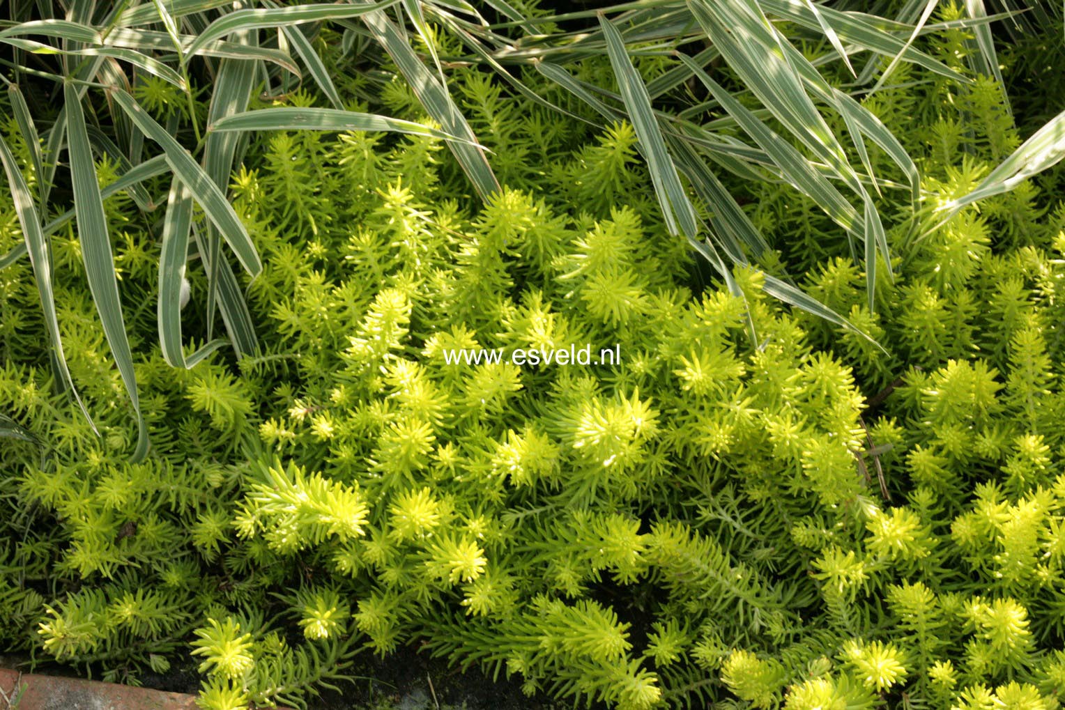 Sedum reflexum 'Angelina'