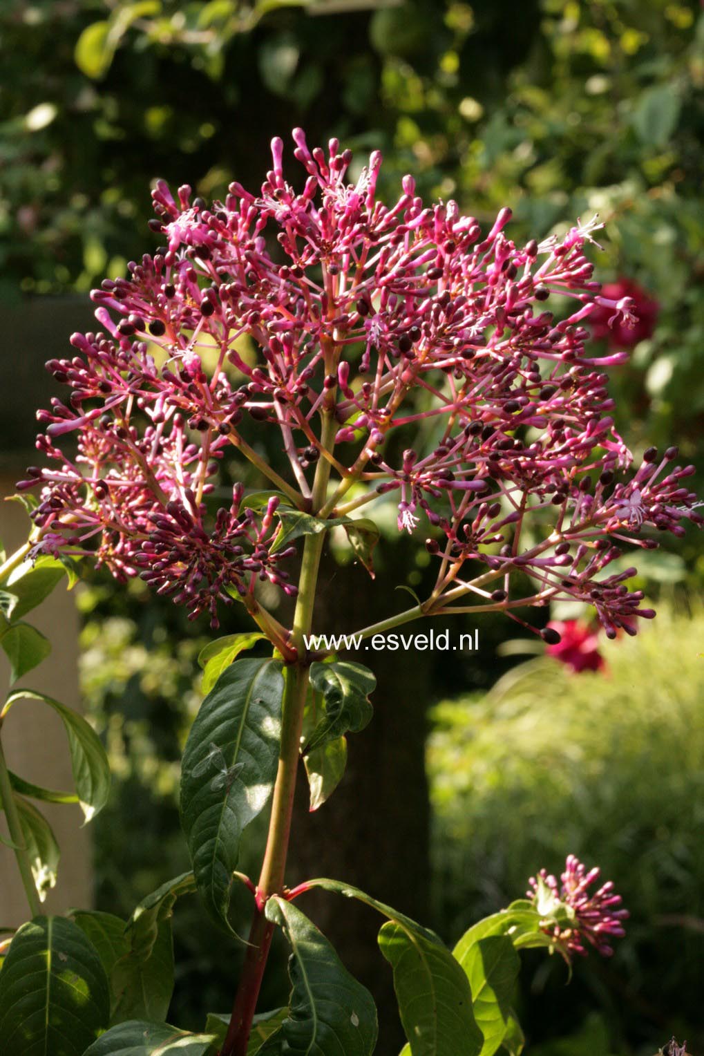 Fuchsia arborescens