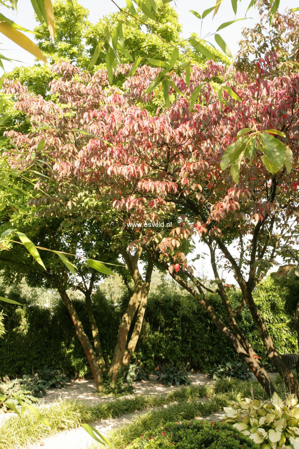 Prunus sargentii