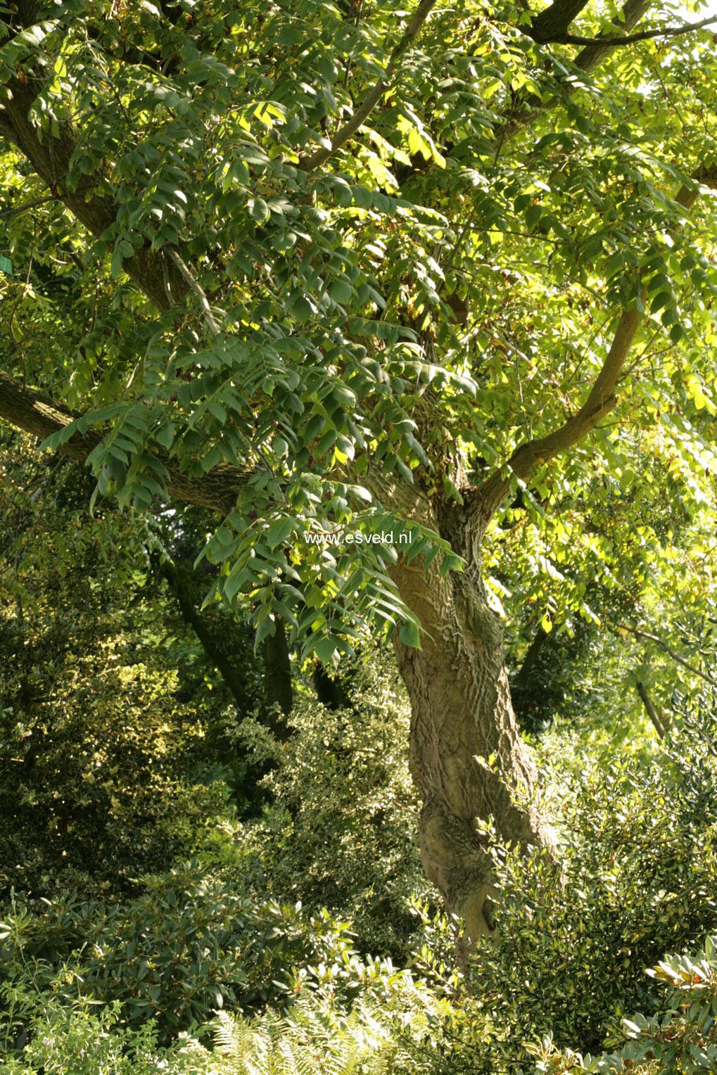 Juglans mandshurica