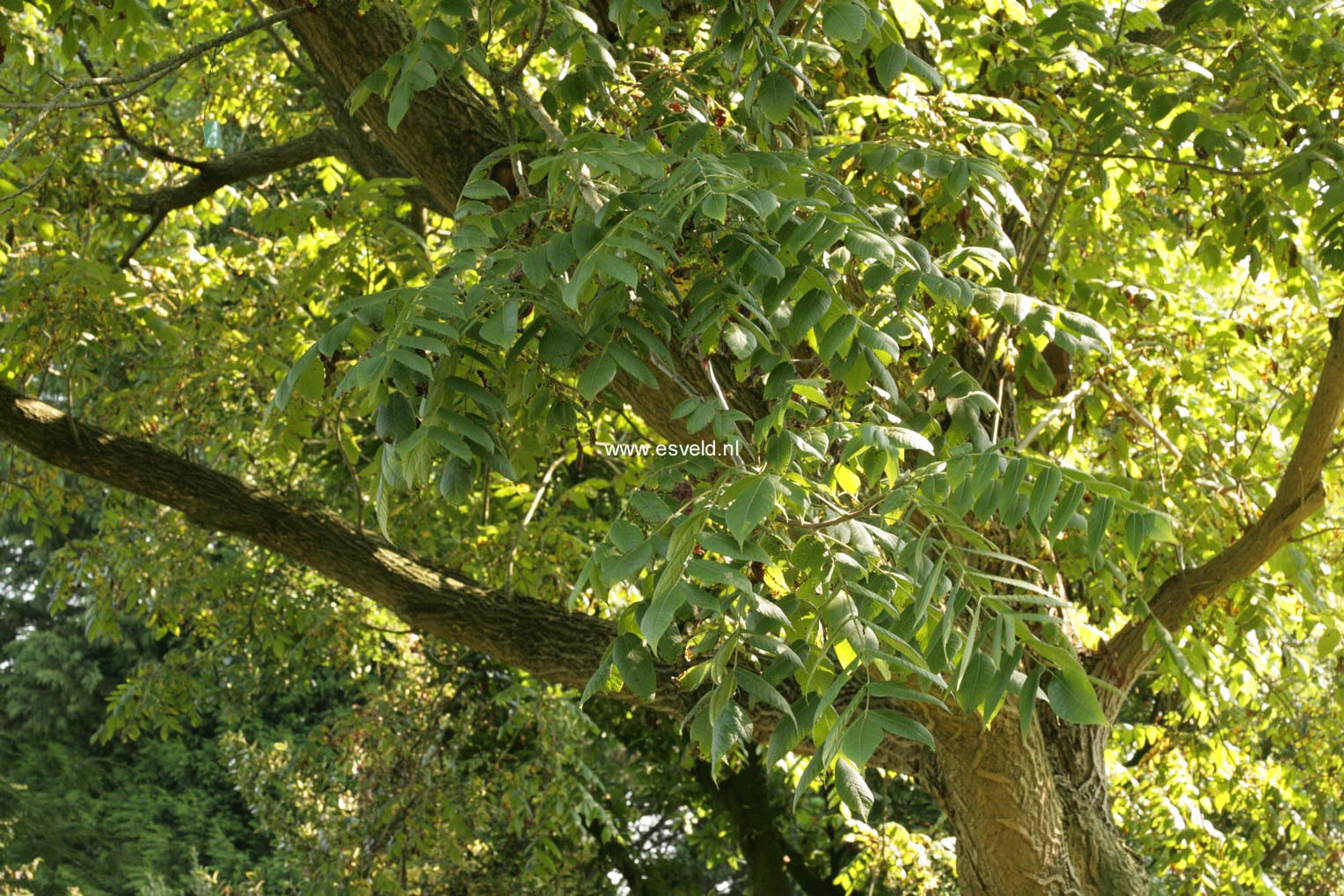 Juglans mandshurica