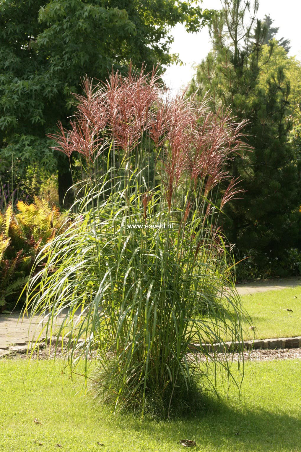 Miscanthus sinensis 'Ferner Osten'