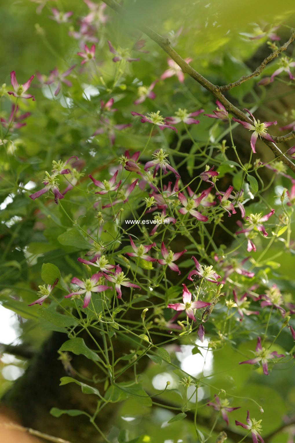 Clematis 'Triternata Rubromarginata'