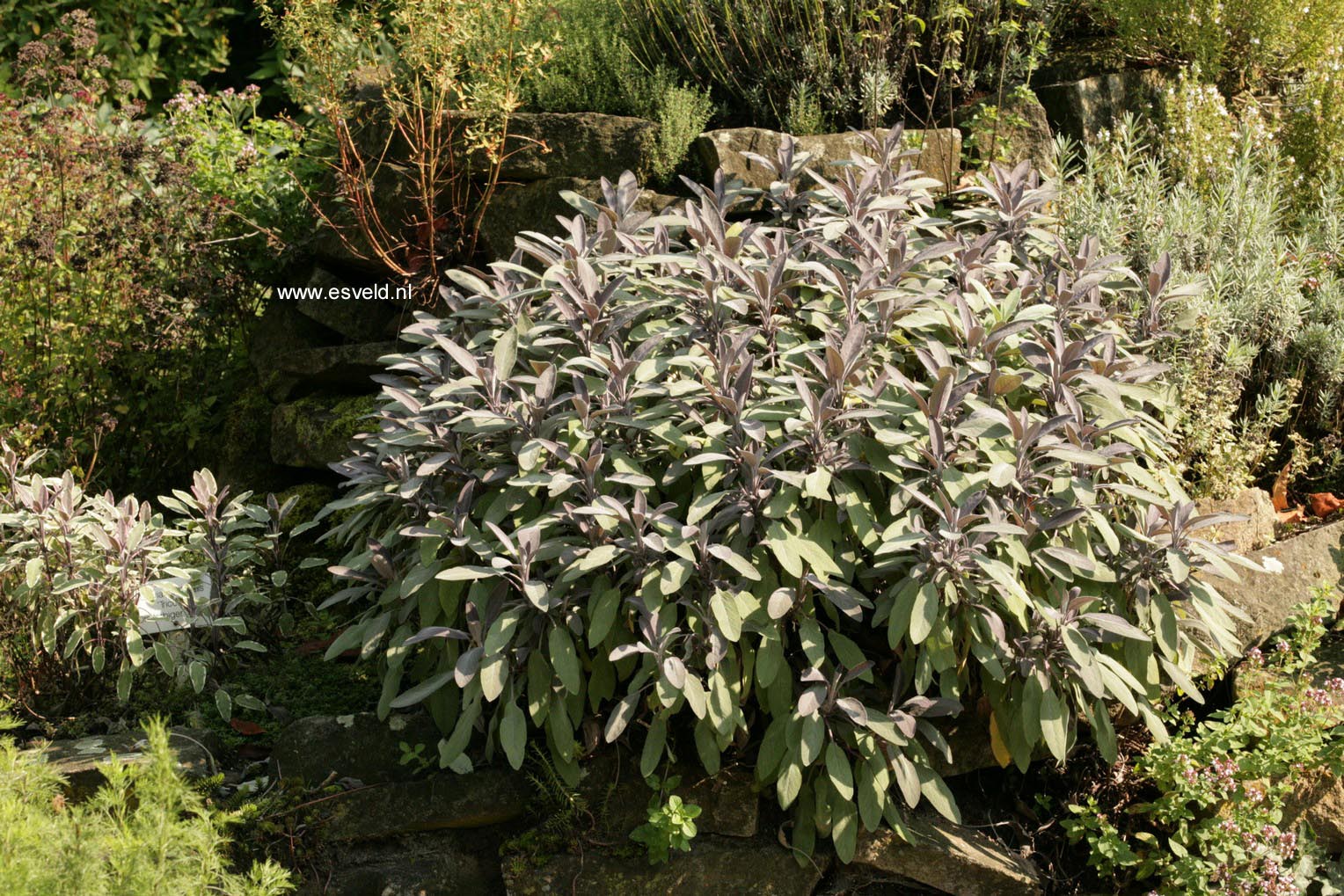 Salvia officinalis 'Purpurascens'