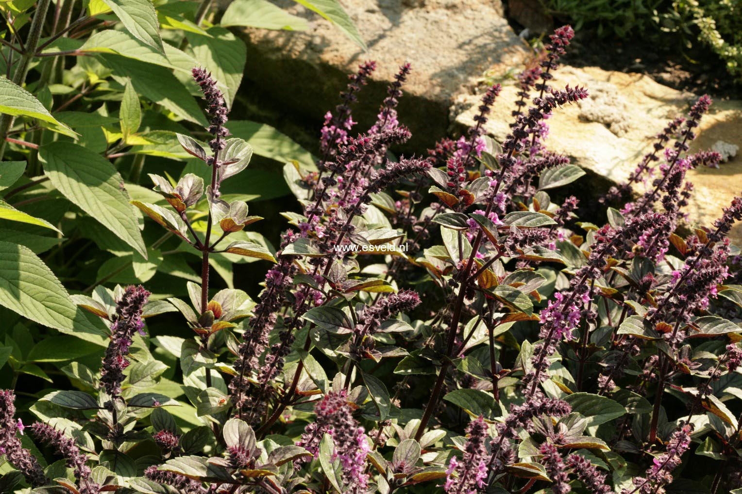 Ocimum basilicum 'Magic Blue'